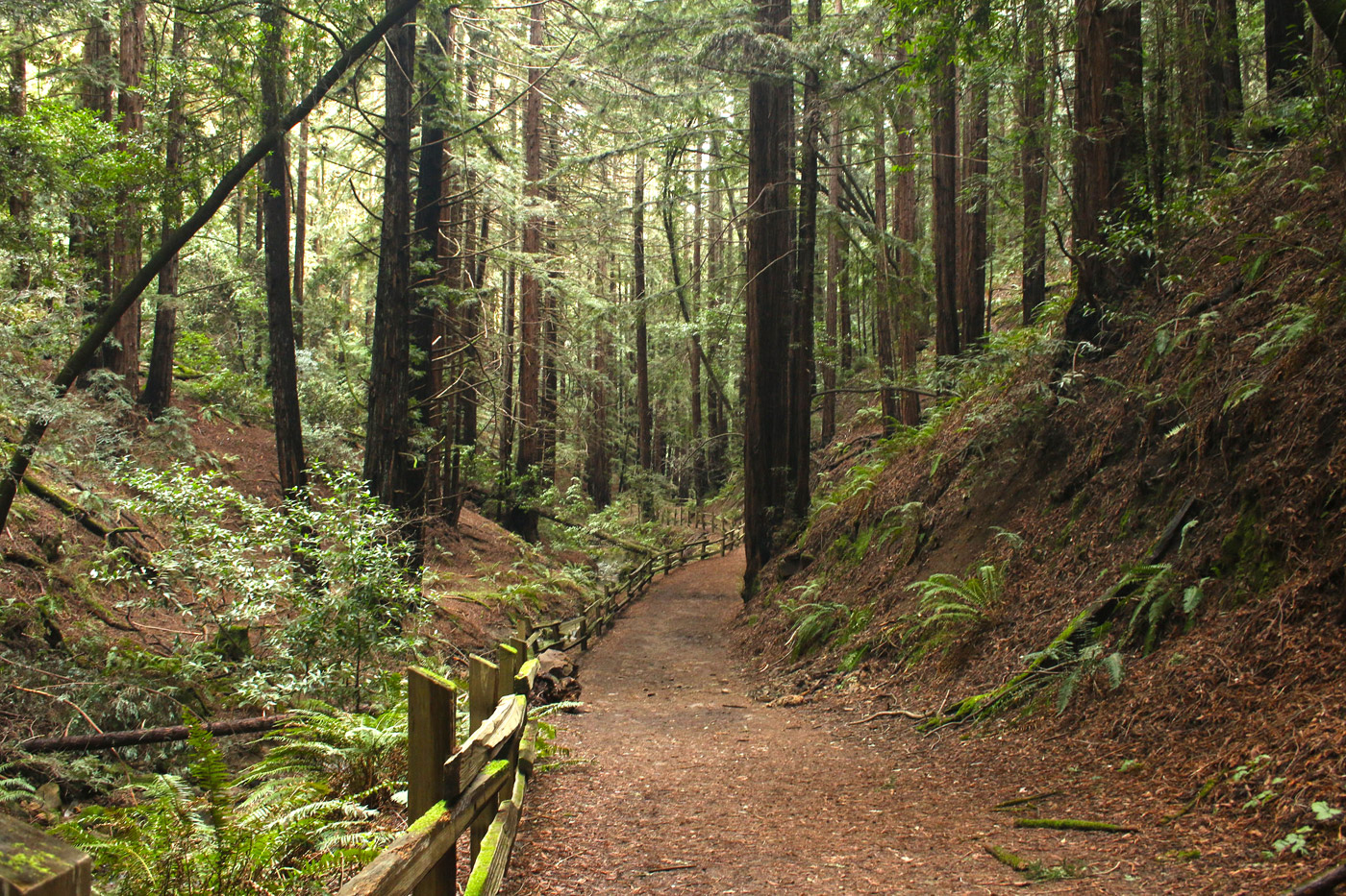 Reinhardt Redwood Regional Park - Heroes Of Adventure