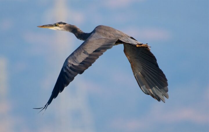 San Pablo Bay National Wildlife Refuge