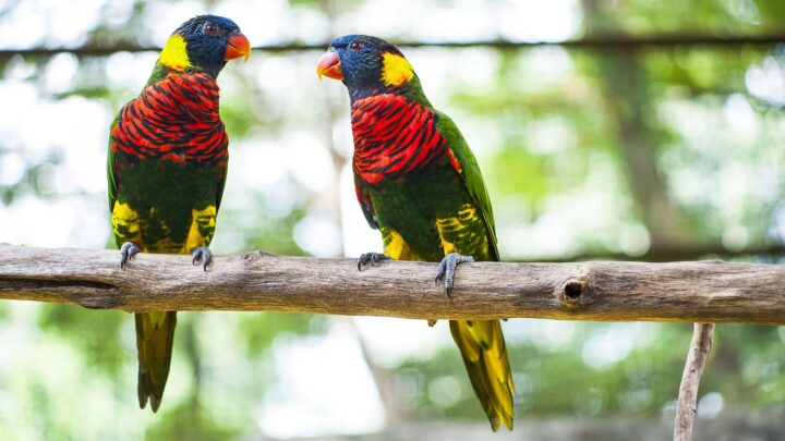 Taman Burung Kuala Lumpur