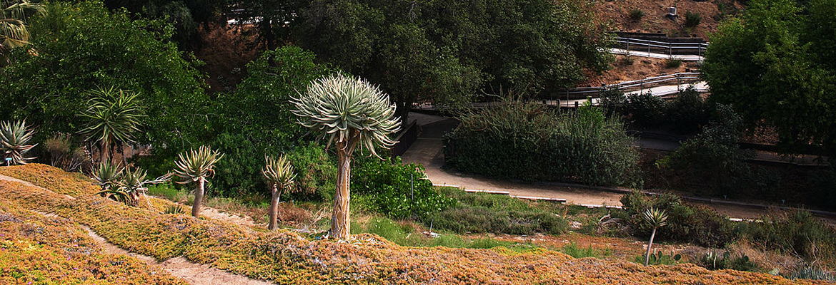 The University of California Botanical Garden