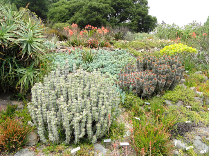 The University of California Botanical Garden