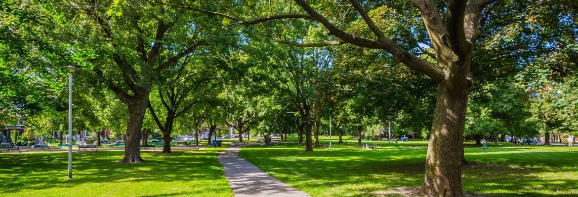 Trinity Bellwoods Park - Heroes Of Adventure