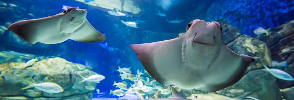 Ripley’s Aquarium of Canada