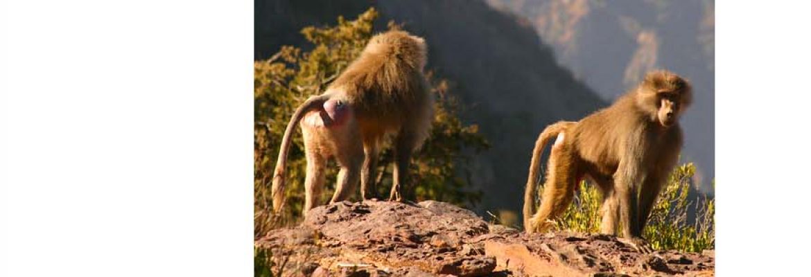 Al Soudah National Park
