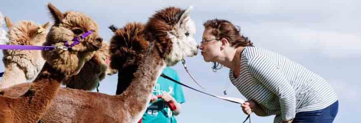 Alpaca Trekking with Moor View Alpacas
