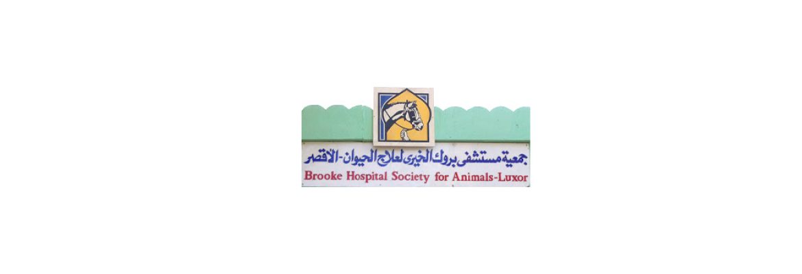 Animal Hospital, Luxor