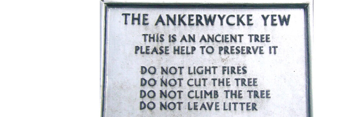 Ankerwycke Yew