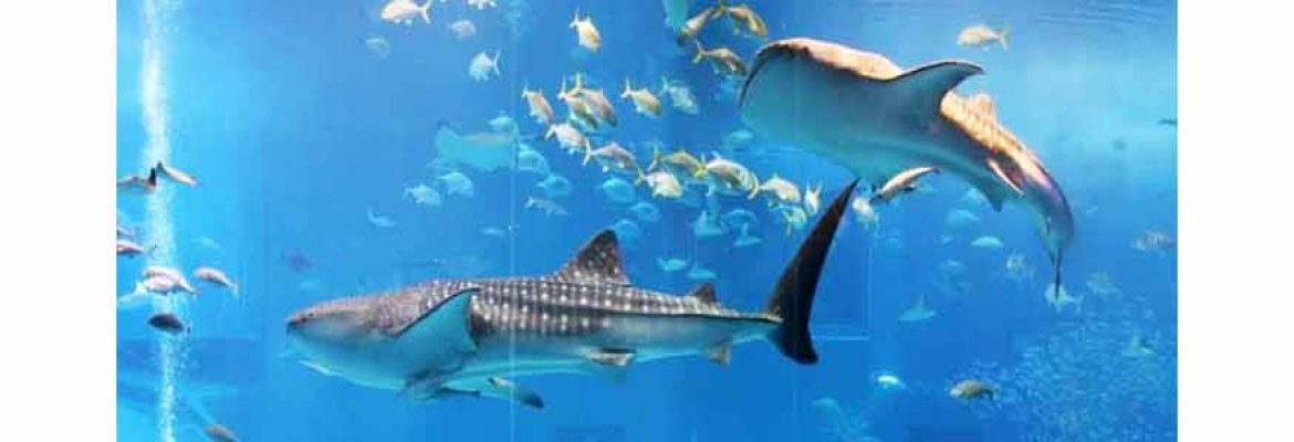 Aquarium