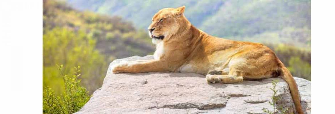 Badaling Wildlife World