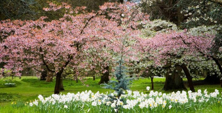 Batsford Arboretum and Garden Centre