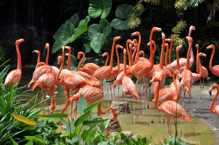 Birdland Park & Gardens