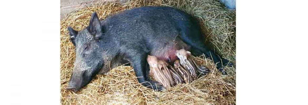 Bowland Wild Boar Park