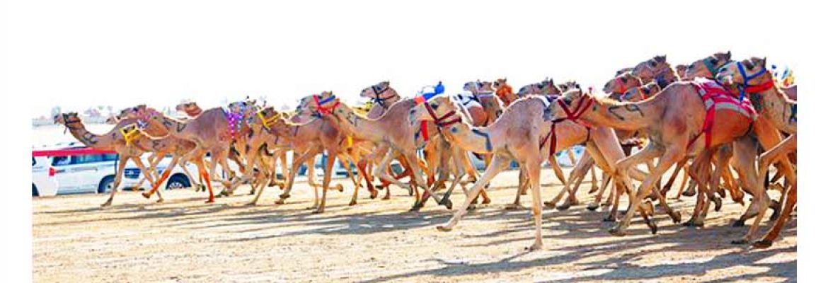 Camel Race Track