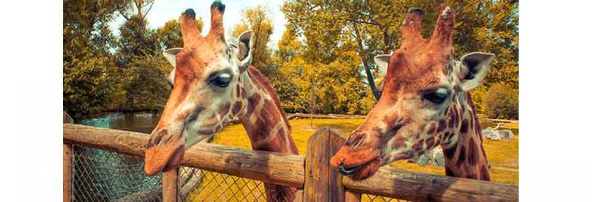 Chester Zoo