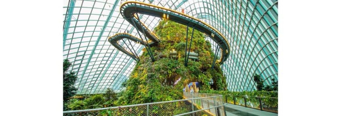Cloud Forest