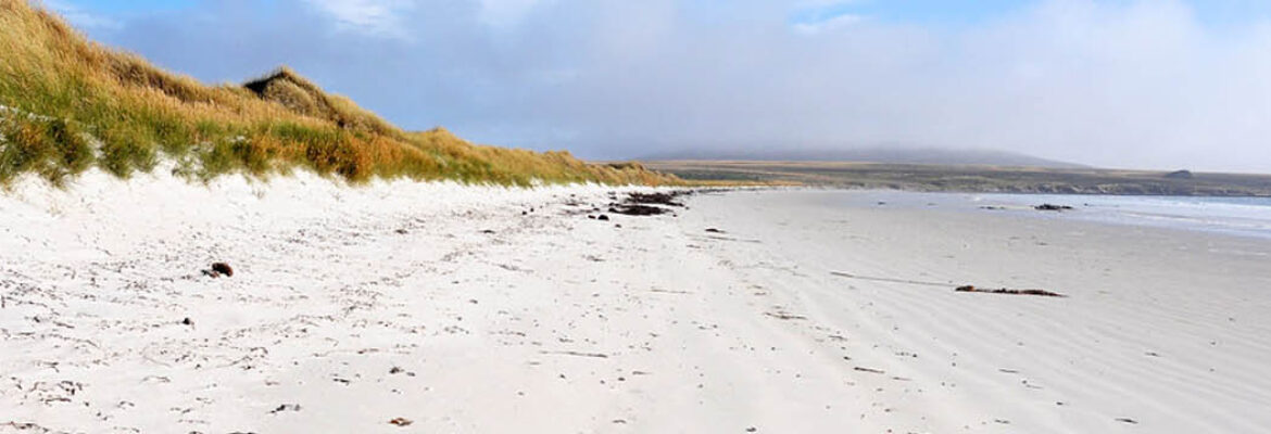 Elephant Beach