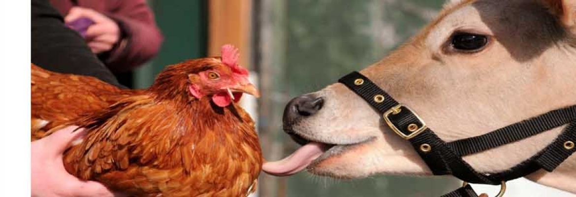 Farmer Parrs Animal World