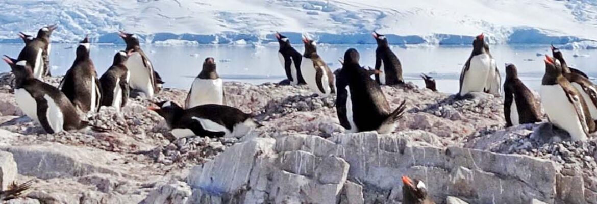 Gentoo Penguin Colony