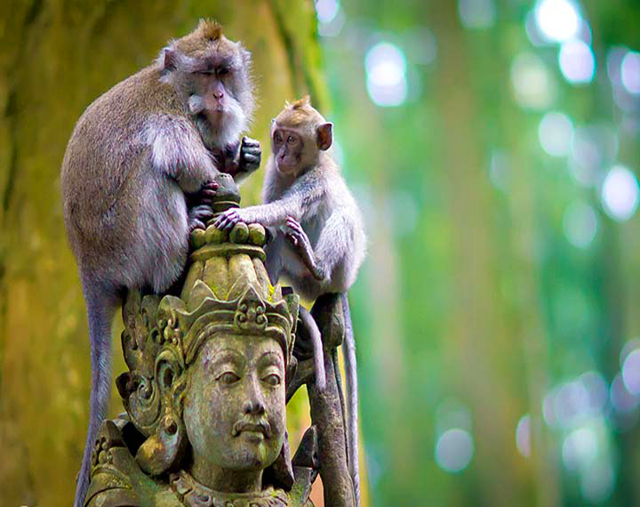 Sangeh Monkey Forest