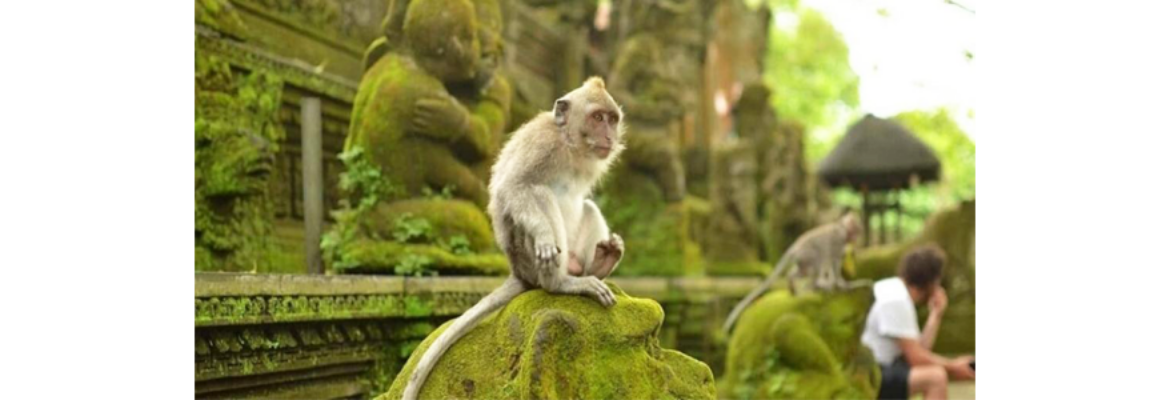 Sangeh Monkey Forest
