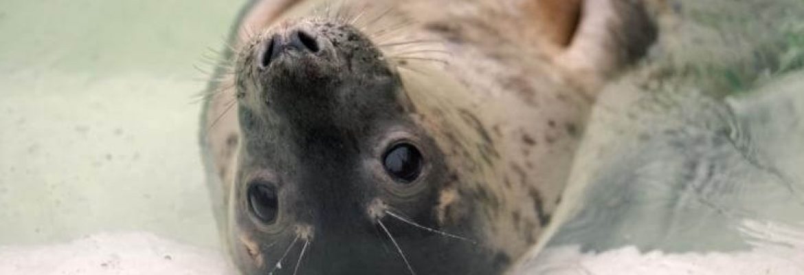 Cornish Seal Sanctuary