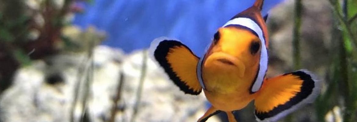 Blue Reef Aquarium Newquay