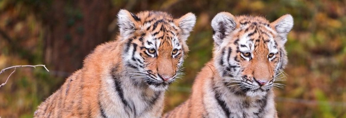 Bahria Enclave Zoo