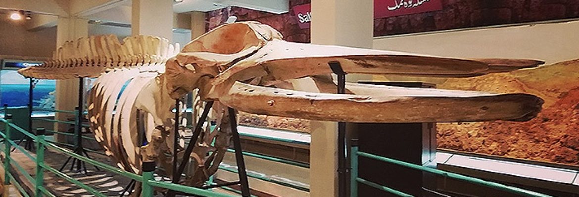 Pakistan Museum of Natural History