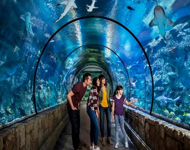 Shark Reef Aquarium at Mandalay Bay