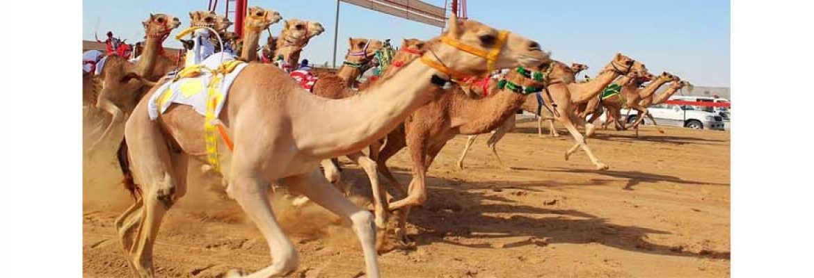 Sieh Al Hama Camel Race Track