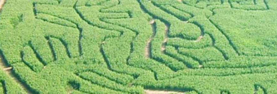 Singleton Maize Maze