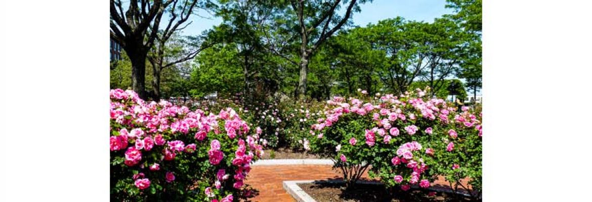 The Rose Kennedy Rose Garden