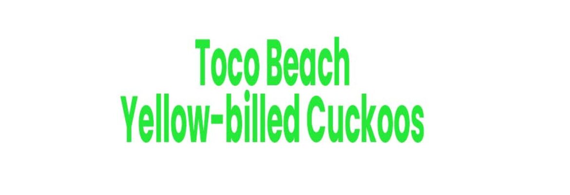 Toco Beach – Yellow-billed Cuckoos