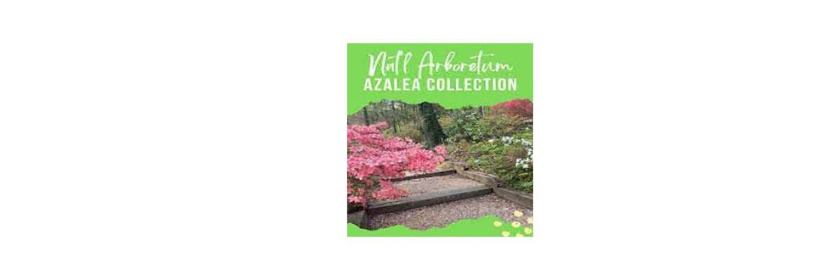U.S. National Arboretum Azalea Collection