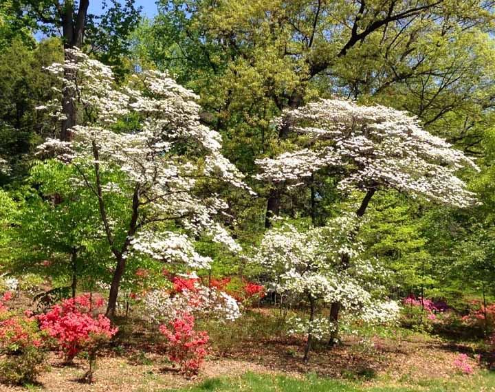 U.S. National Arboretum Azalea Collection - Heroes Of Adventure