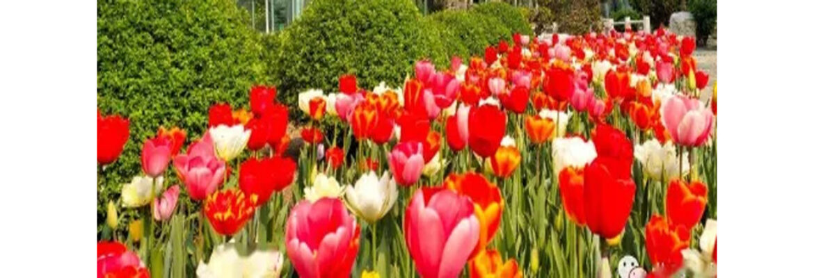 World Flower Garden